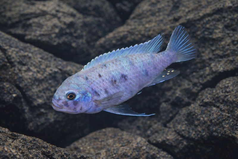 Maylandia callainos 'Lupingu'